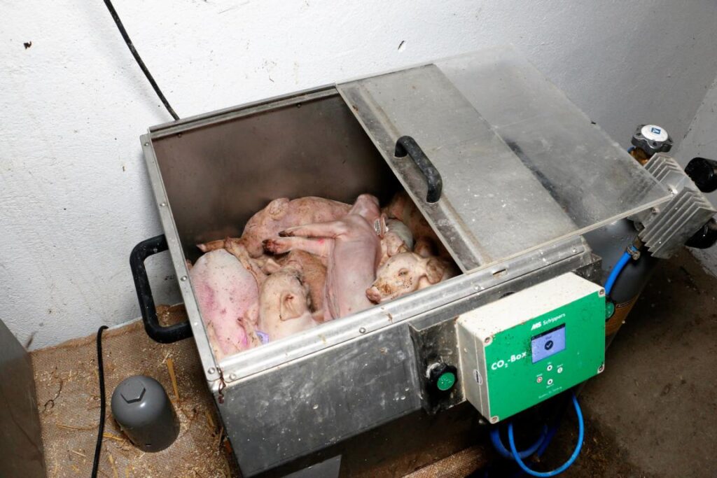 Ferkel in CO2-Box
