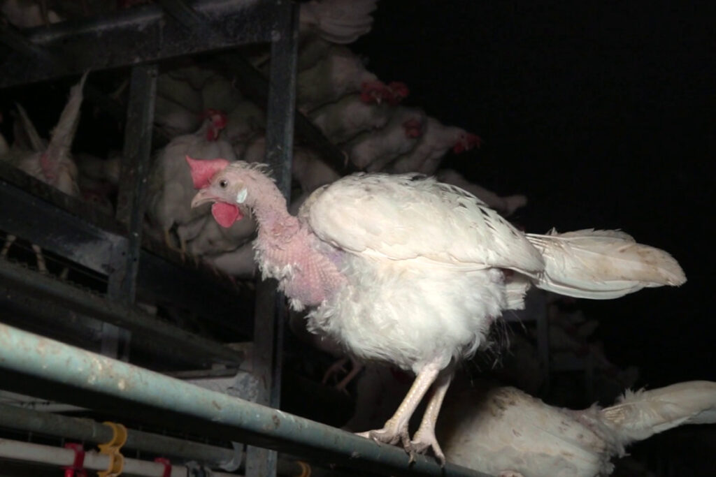 Henne in der Bio-Eierproduktion