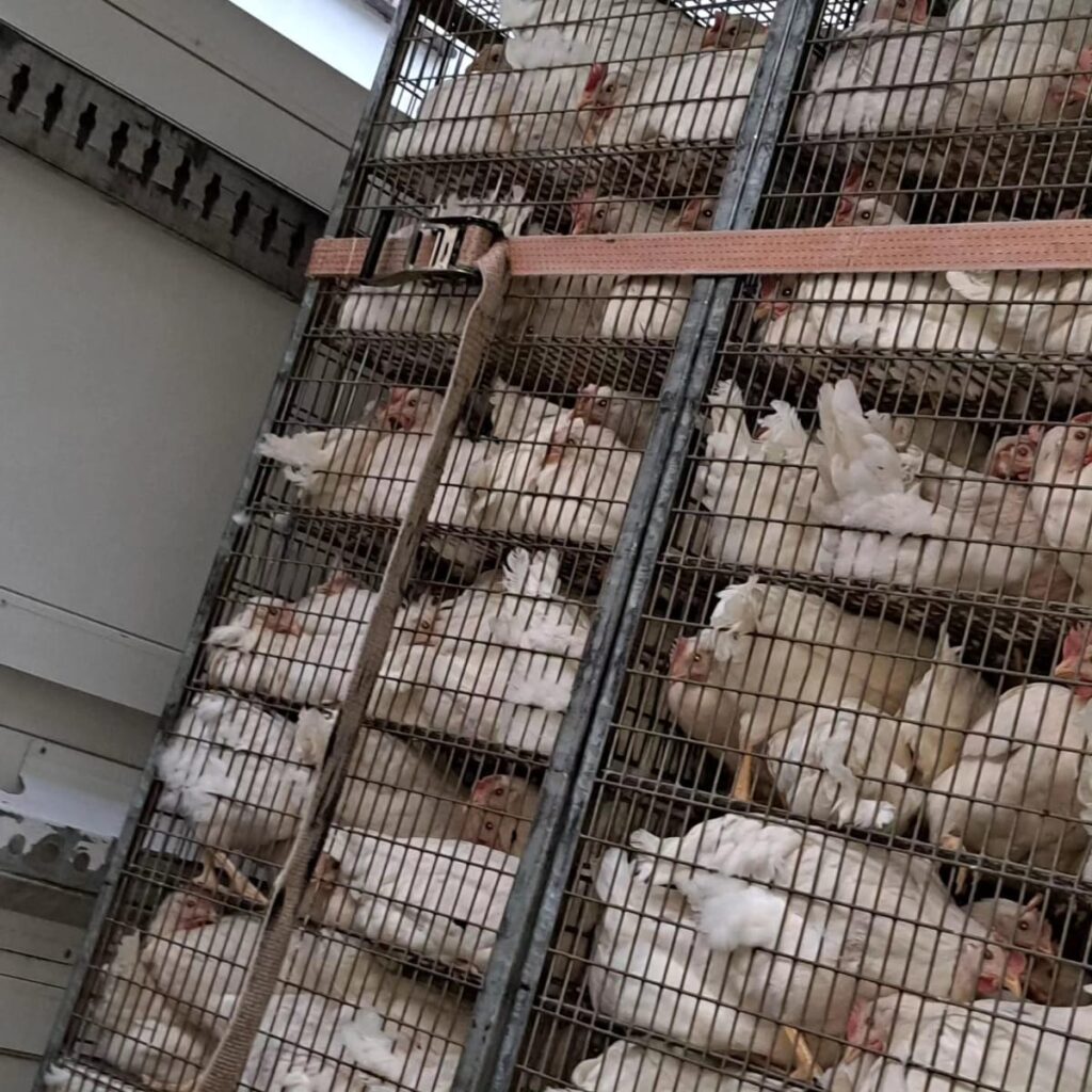 Legehennen eines Bio-Betriebs im Tiertransporter