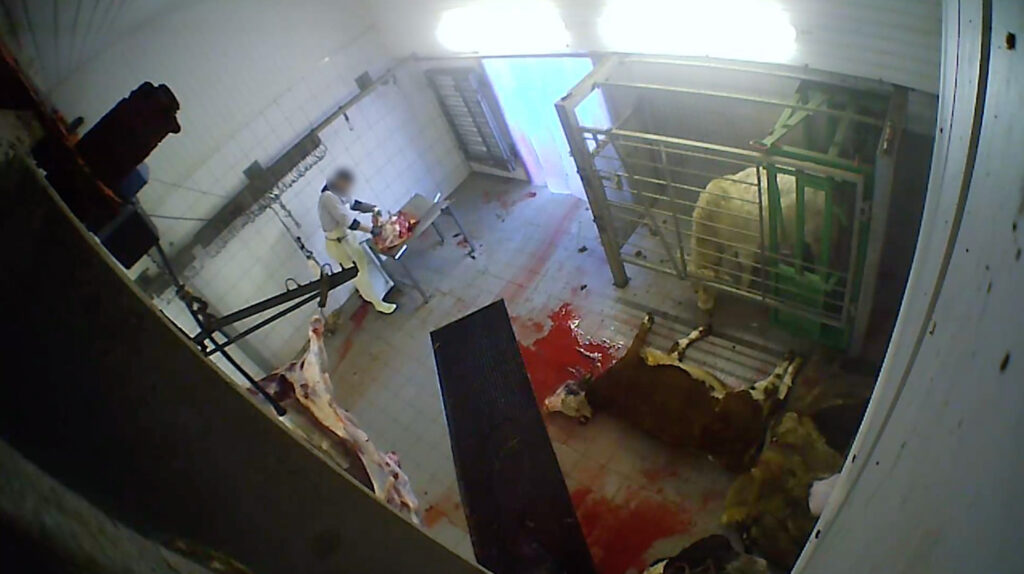 Ein Rind liegt in einem Schlachthof auf dem Boden und blutet aus, ein weiteres Rind steht in einer Box daneben