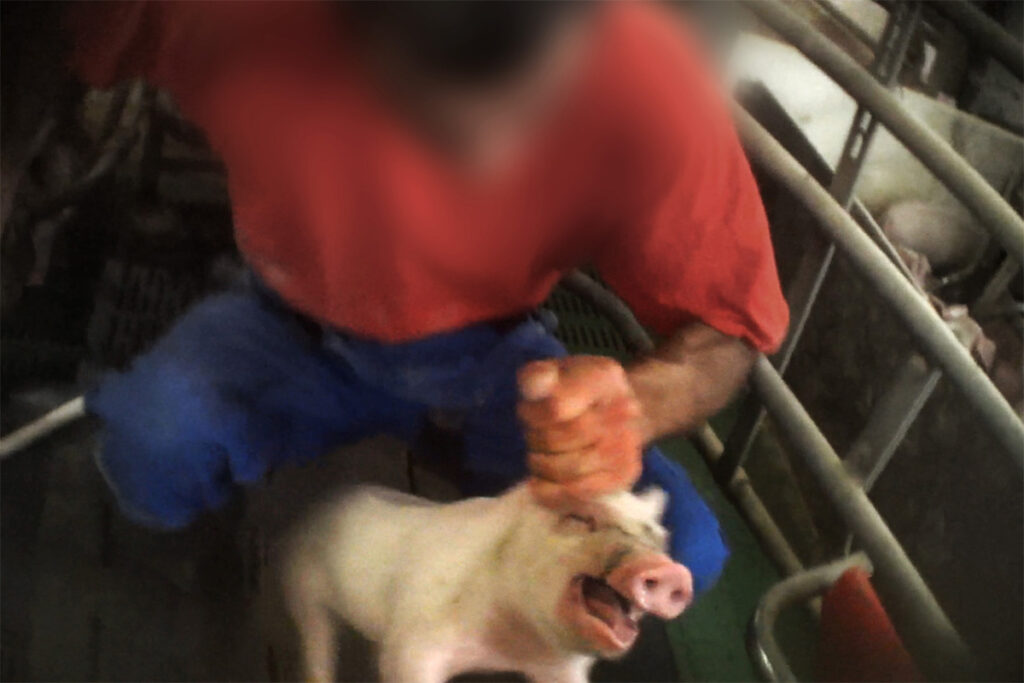 Person zieht ein Schwein am Ohr hoch