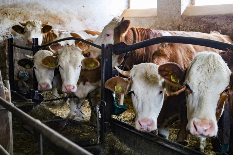 Mehrere Rinder im Stall in Anbindehaltung