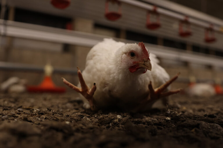 Huhn in Mastanlage liegt mit unnatürlich abgespreizten Beinen
