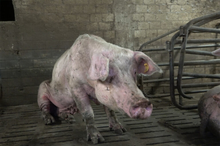 Stark runter gehungertes Schwein in einer Zuchtanlage