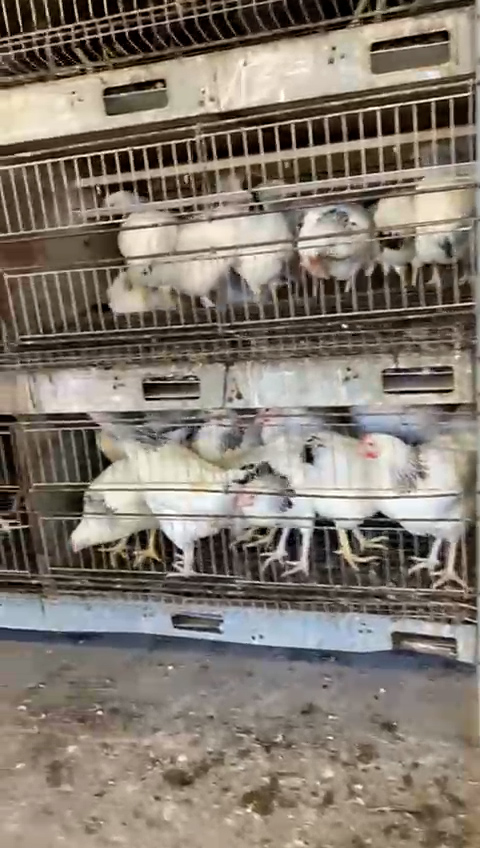 Illegale Käfighaltung Hennen