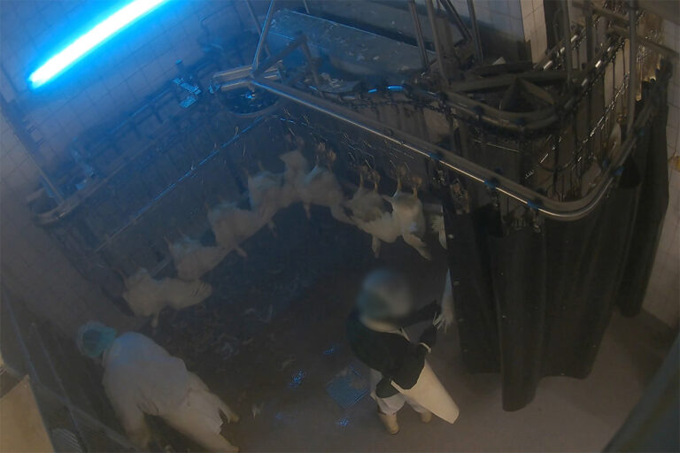 Schlachthof mit Gänsen. Person reißt Federn raus