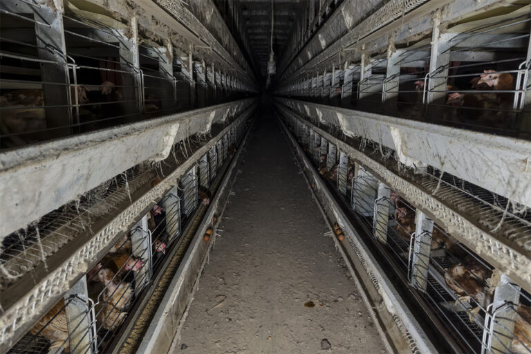 Große Legehennenanlage mit Kleingruppenhaltung